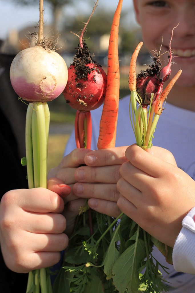 At Warner Elementary, Fall harvest - turnip, carrots, and radish